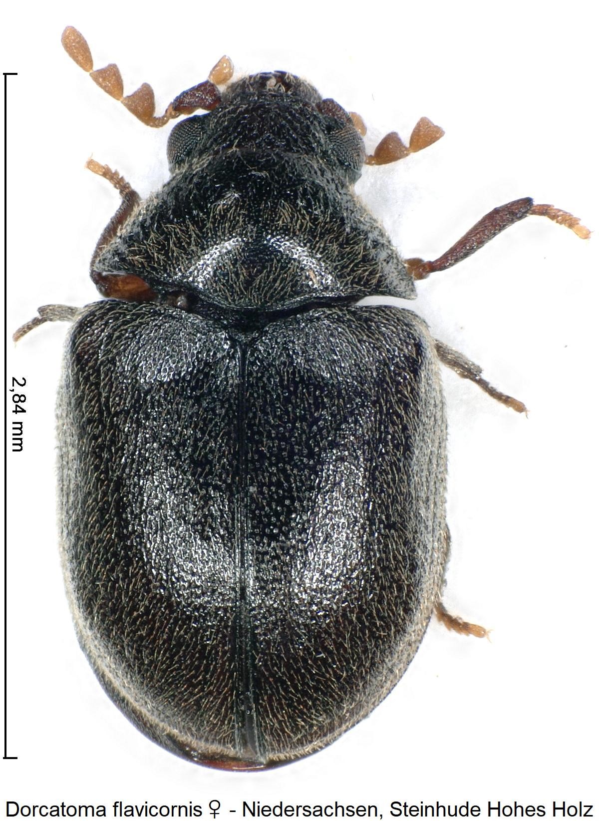 dorcatoma_flavicornis_hab.jpg