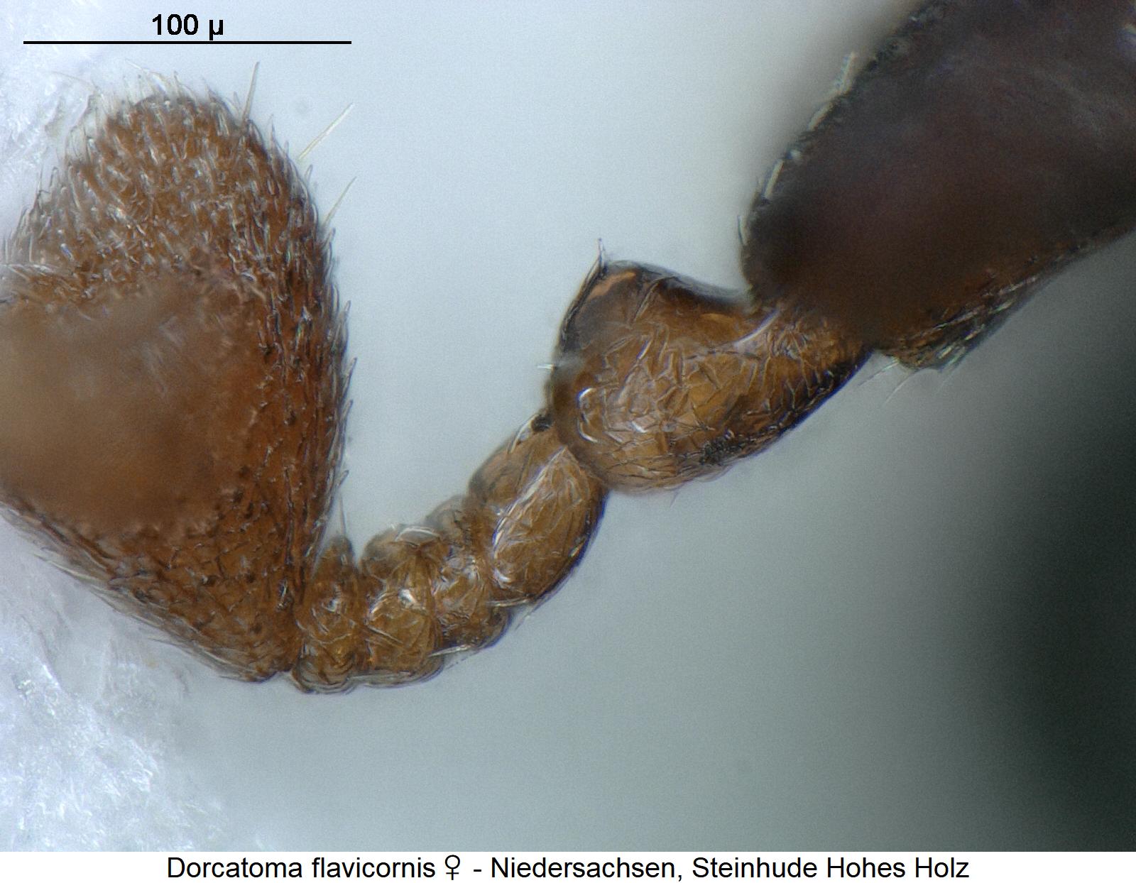dorcatoma_flavicornis_w_f.jpg