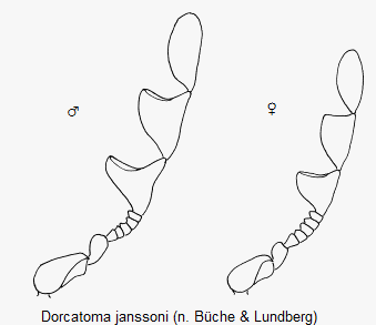 dorcatoma_janssoni_f.gif