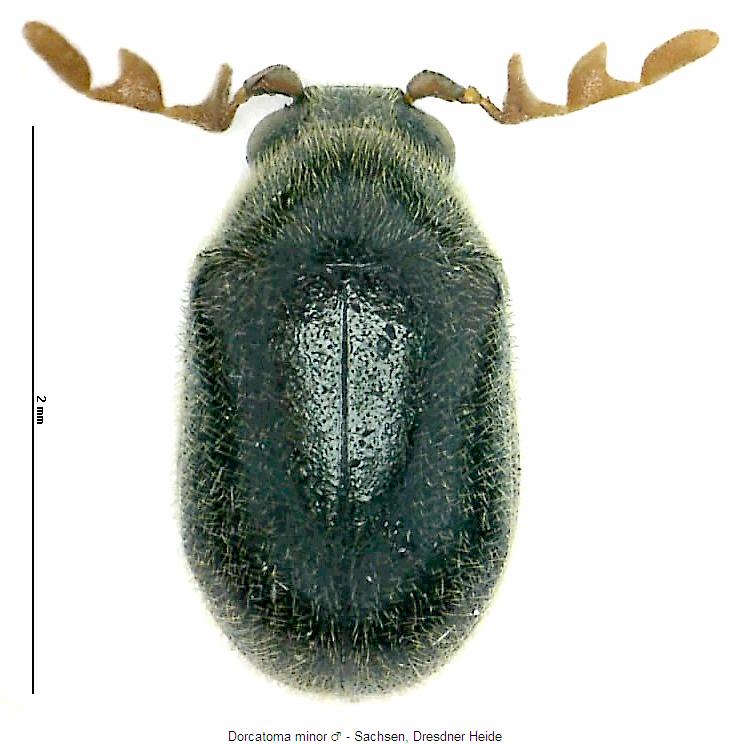 dorcatoma_minor_hab.jpg