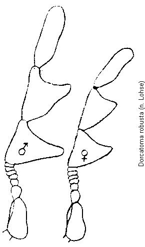 dorcatoma_robusta_f.gif
