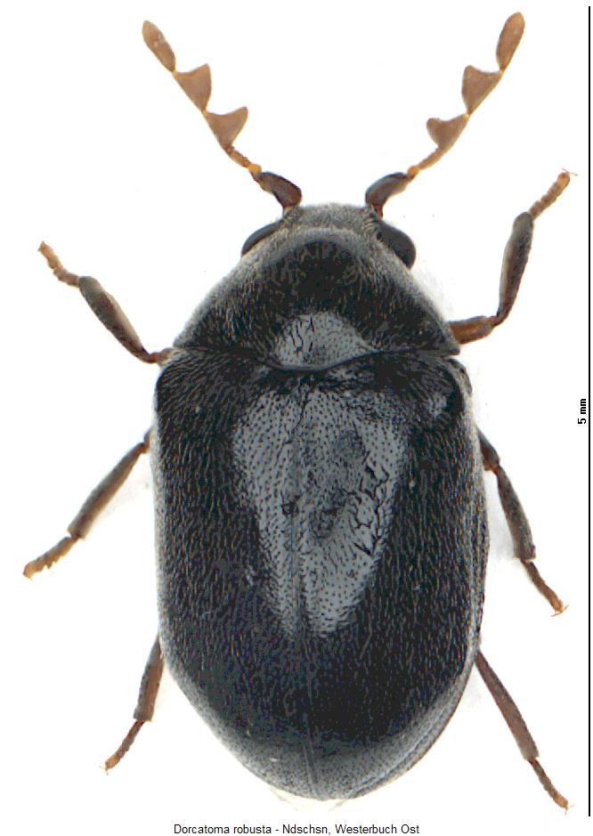 dorcatoma_robusta_hab.jpg