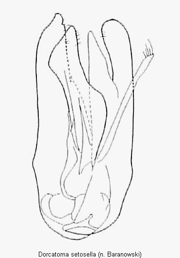 dorcatoma_setosella.gif