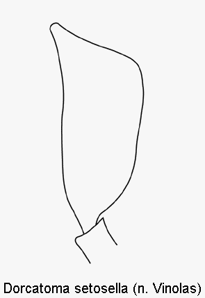 dorcatoma_setosella_ts.gif