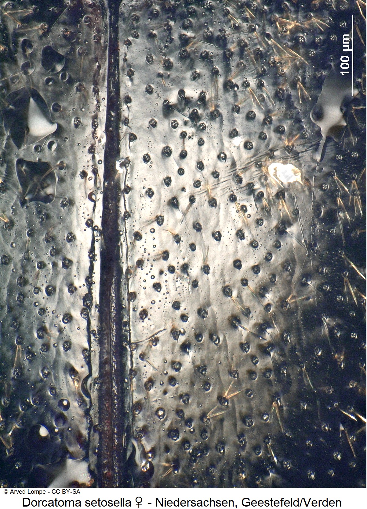 dorcatoma_setosella_w_ck34326337_int.jpg