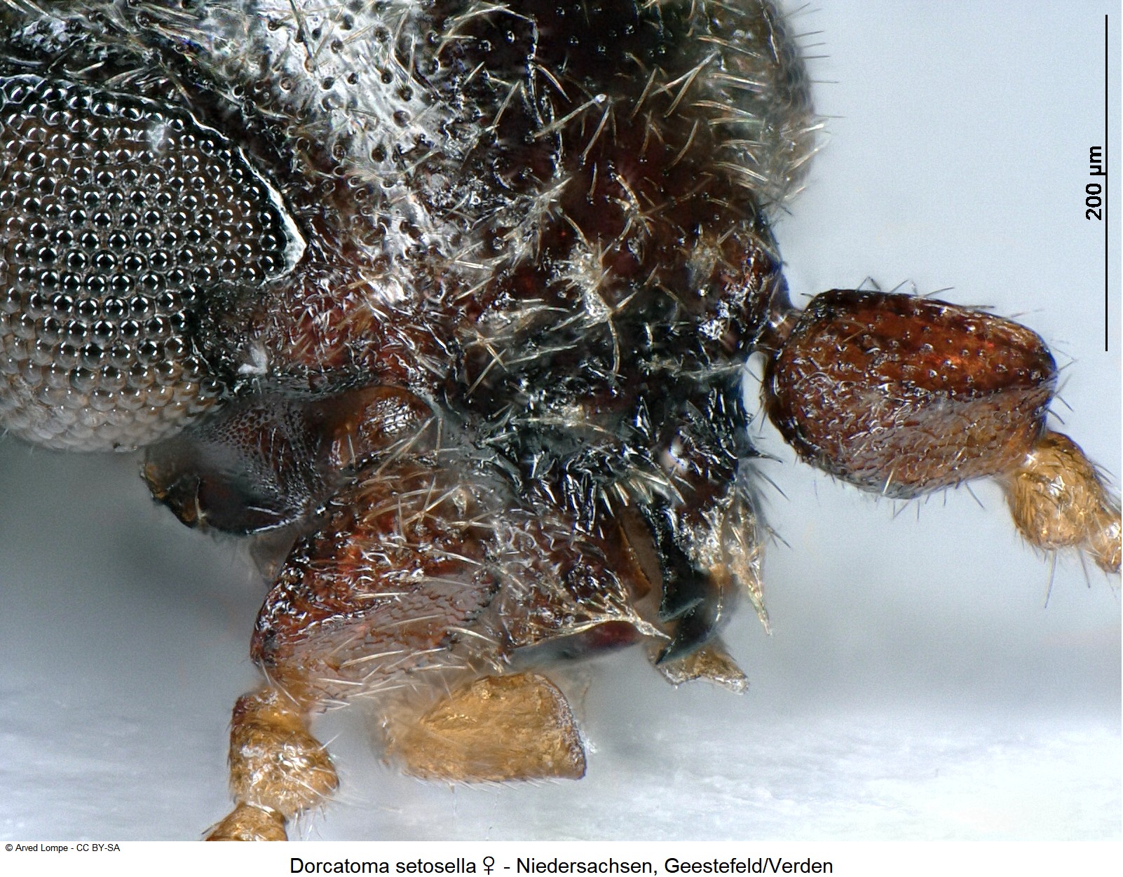 dorcatoma_setosella_w_ck34326337_k.jpg