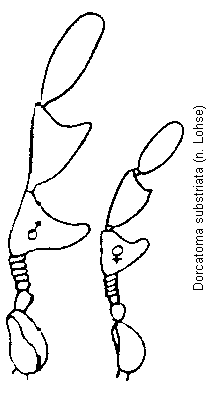 dorcatoma_substriata_f.gif