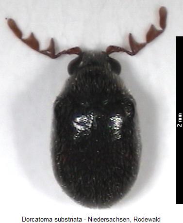 dorcatoma_substriata_hab.jpg