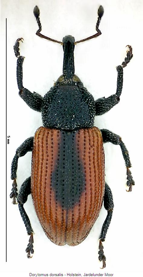 dorytomus_dorsalis_hab.jpg