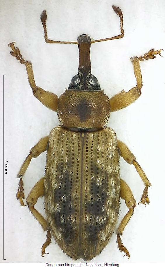 dorytomus_hirtipennis_hab.jpg