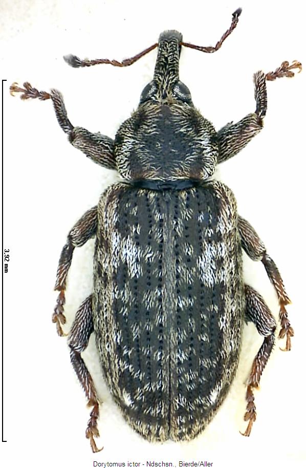 dorytomus_ictor_hab.jpg