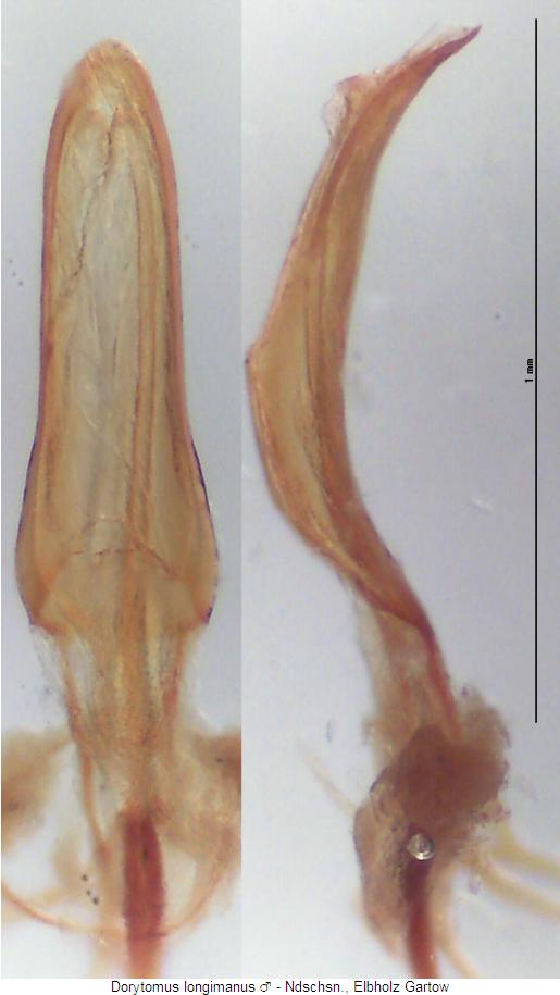 dorytomus_longimanus2.jpg