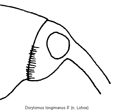 dorytomus_longimanus_k.gif
