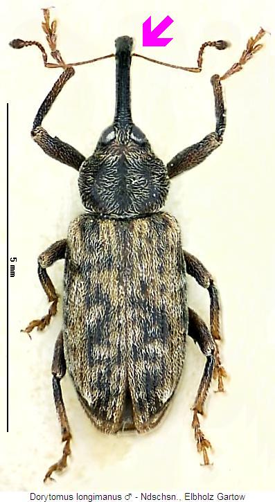 dorytomus_longimanus_m2_hab.jpg
