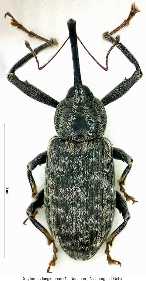 dorytomus_longimanus_m_hab.jpg