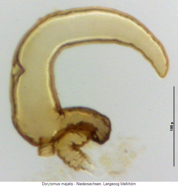 dorytomus_majalis_sperm.jpg
