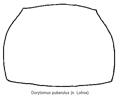 dorytomus_puberulus_hsch.gif