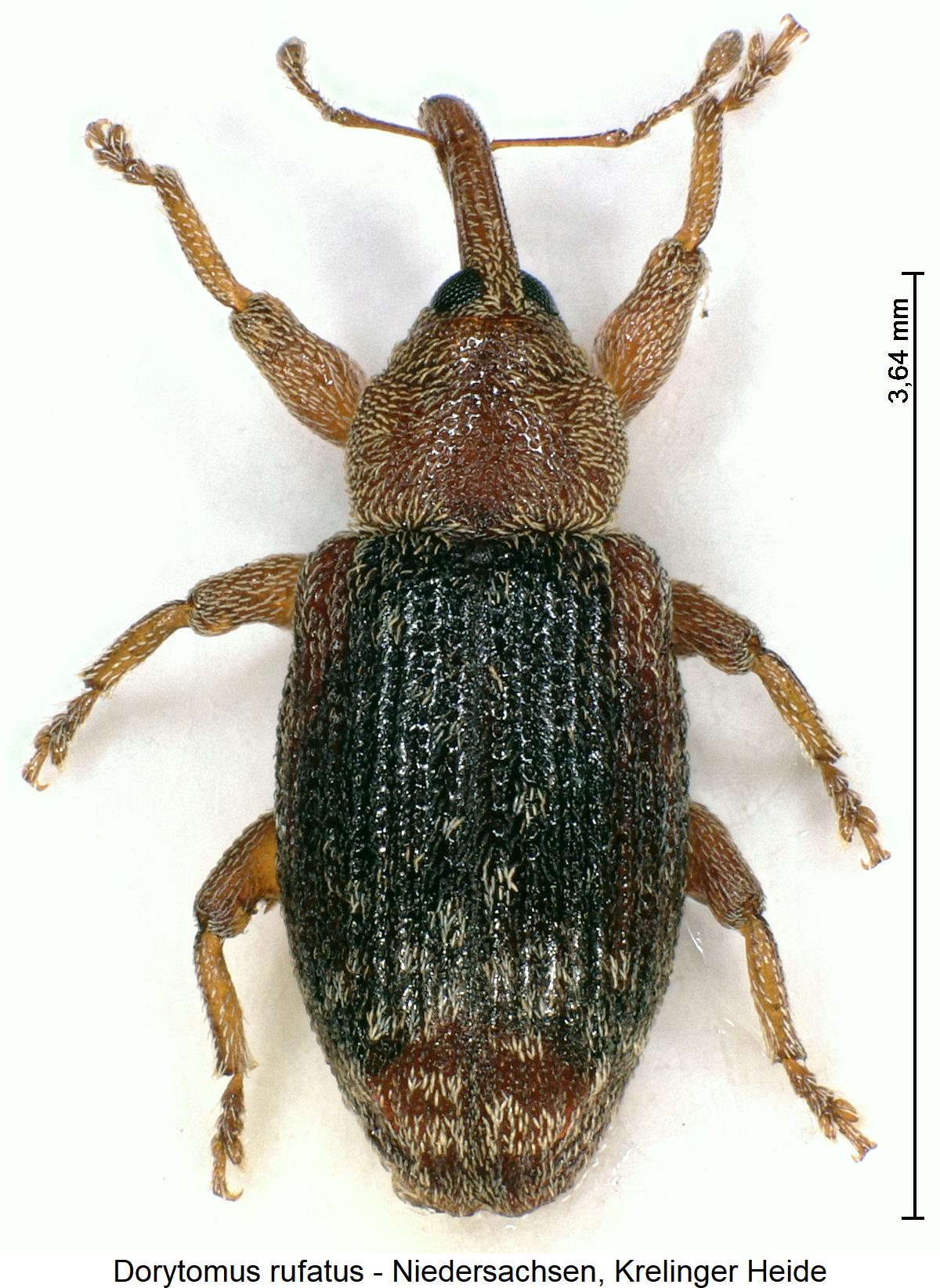 dorytomus_rufatus_hab1.jpg