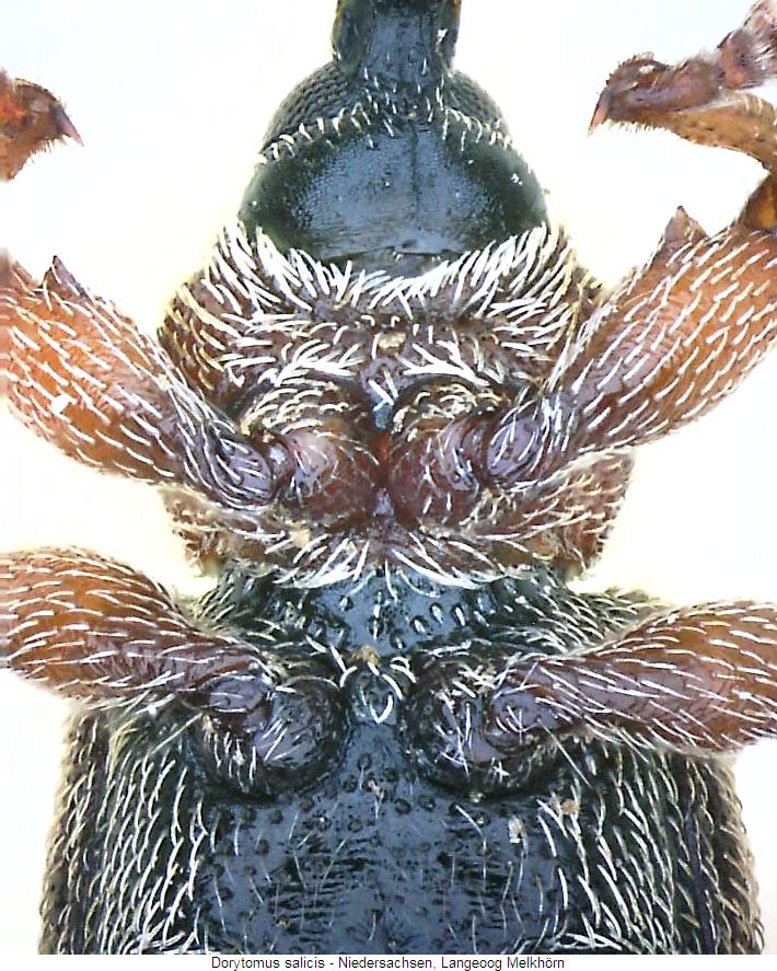 dorytomus_salicis_us.jpg