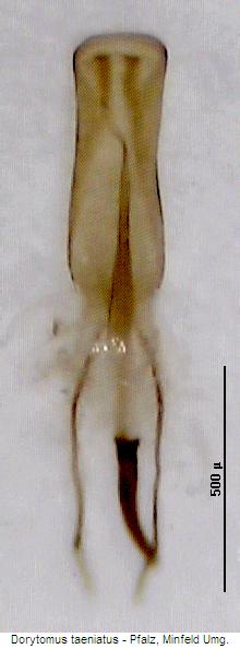 dorytomus_taeniatus.jpg