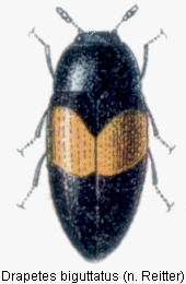 drapetes_biguttatus_rtt.gif