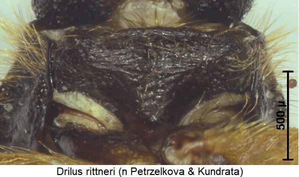 drilus_rittneri_vbr.jpg