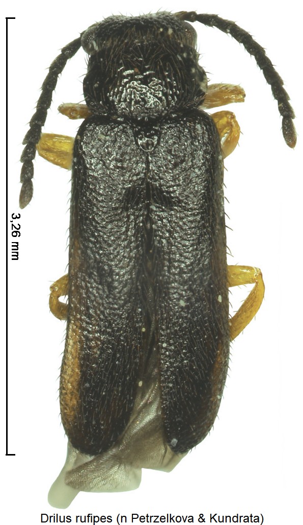 drilus_rufipes_hab1.jpg