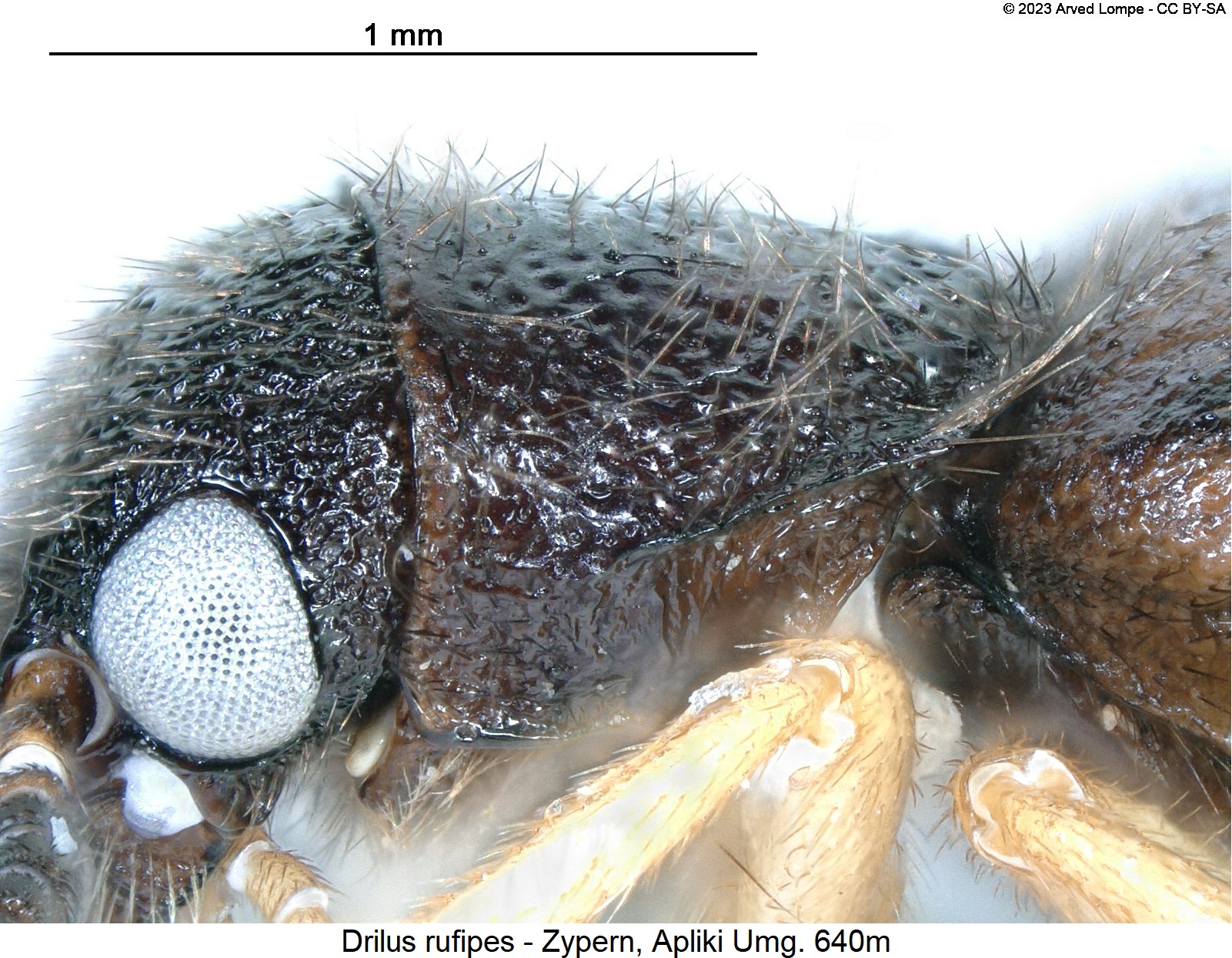 drilus_rufipes_hsch_sa.jpg