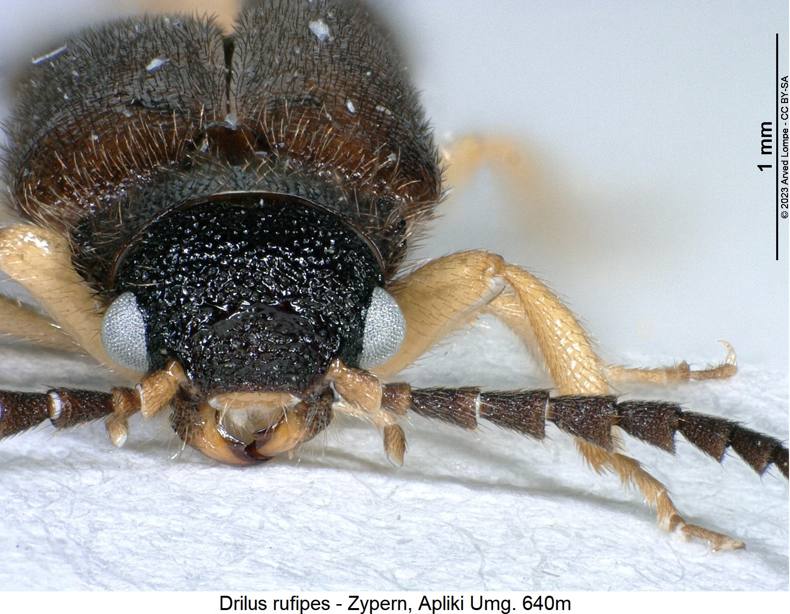 drilus_rufipes_k.jpg
