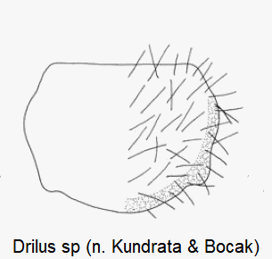 drilus_sp_hsch.gif