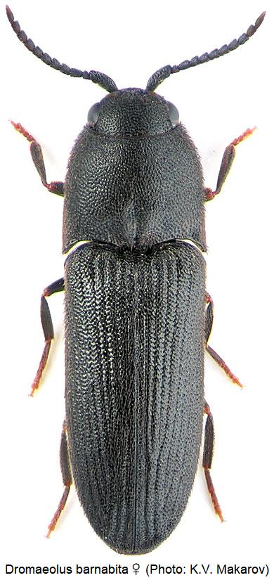 dromaeolus_barnabita_w_hab.jpg