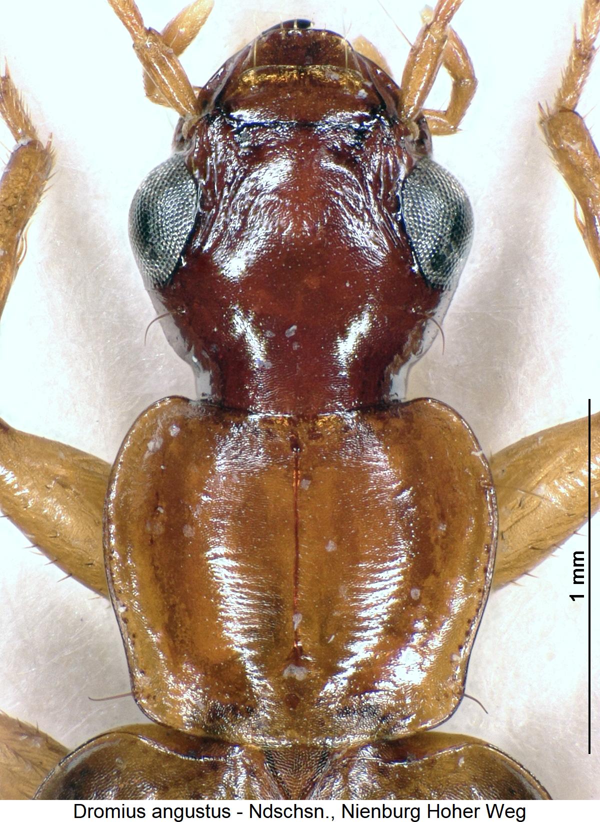 dromius_angustus_vk.jpg