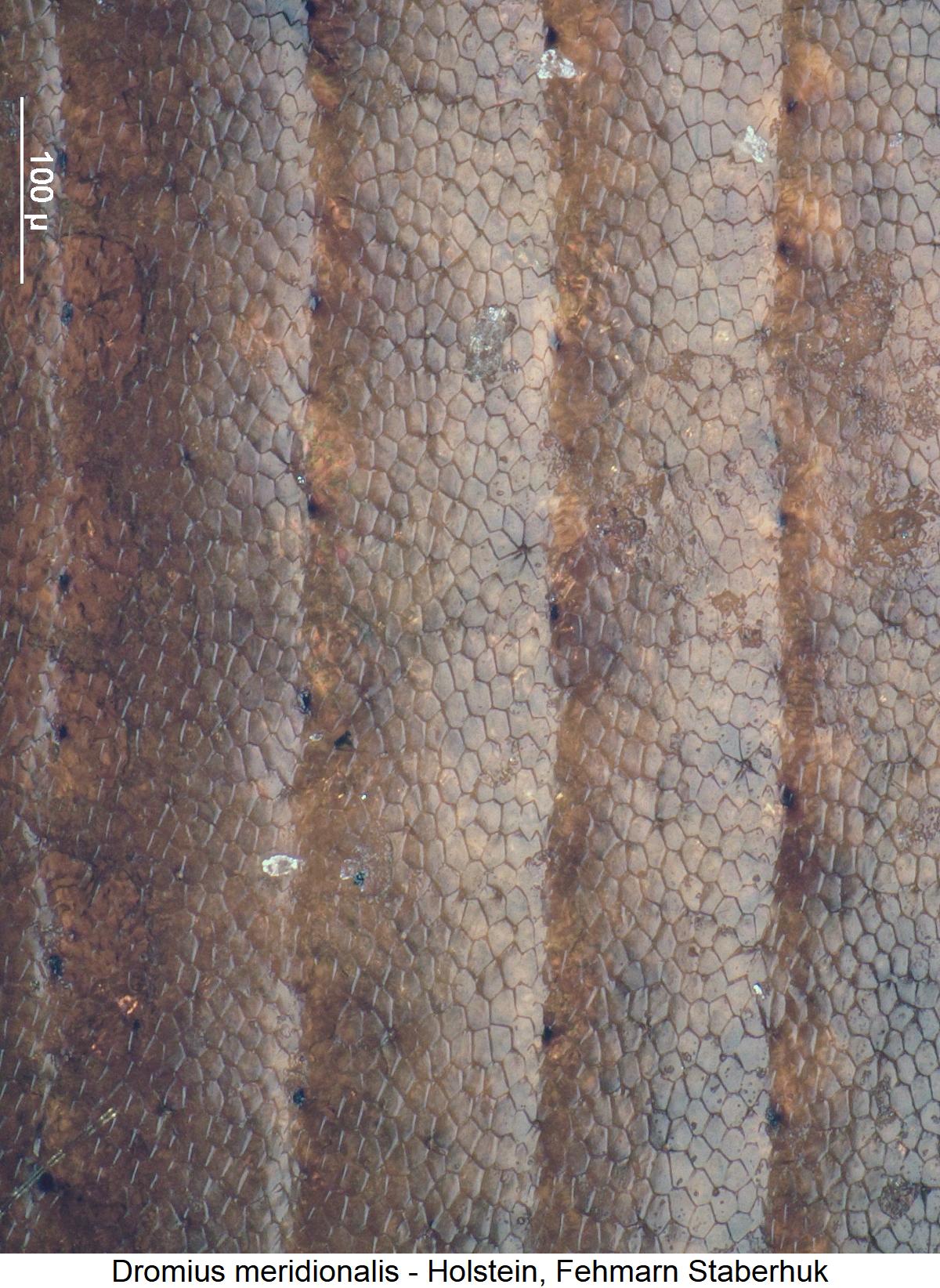 dromius_meridionalis_ms.jpg