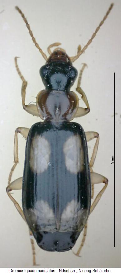 dromius_quadrimaculatus_hab.jpg