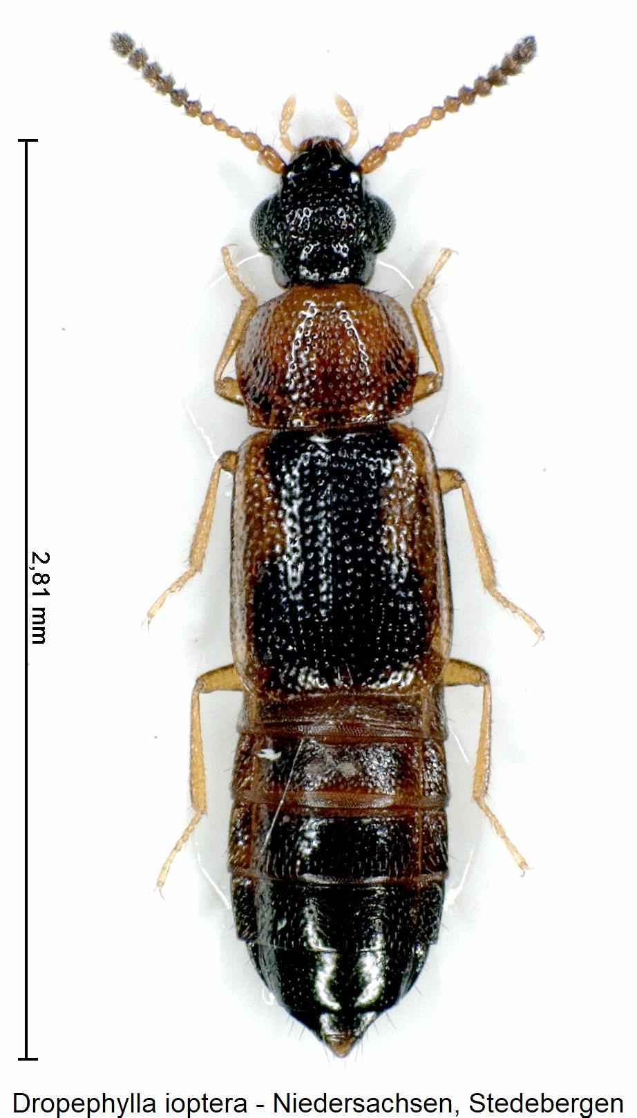 dropephylla_ioptera_hab.jpg