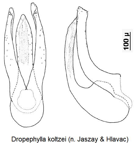 dropephylla_koltzei.jpg