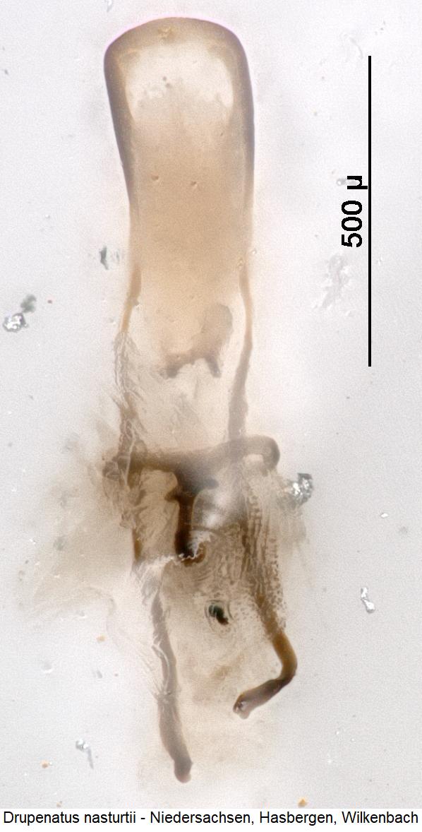 drupenatus_nasturtii.jpg