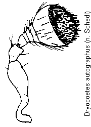 dryocoetes_autographus_f.gif
