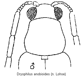 dryophilus_anobioides_vk.gif
