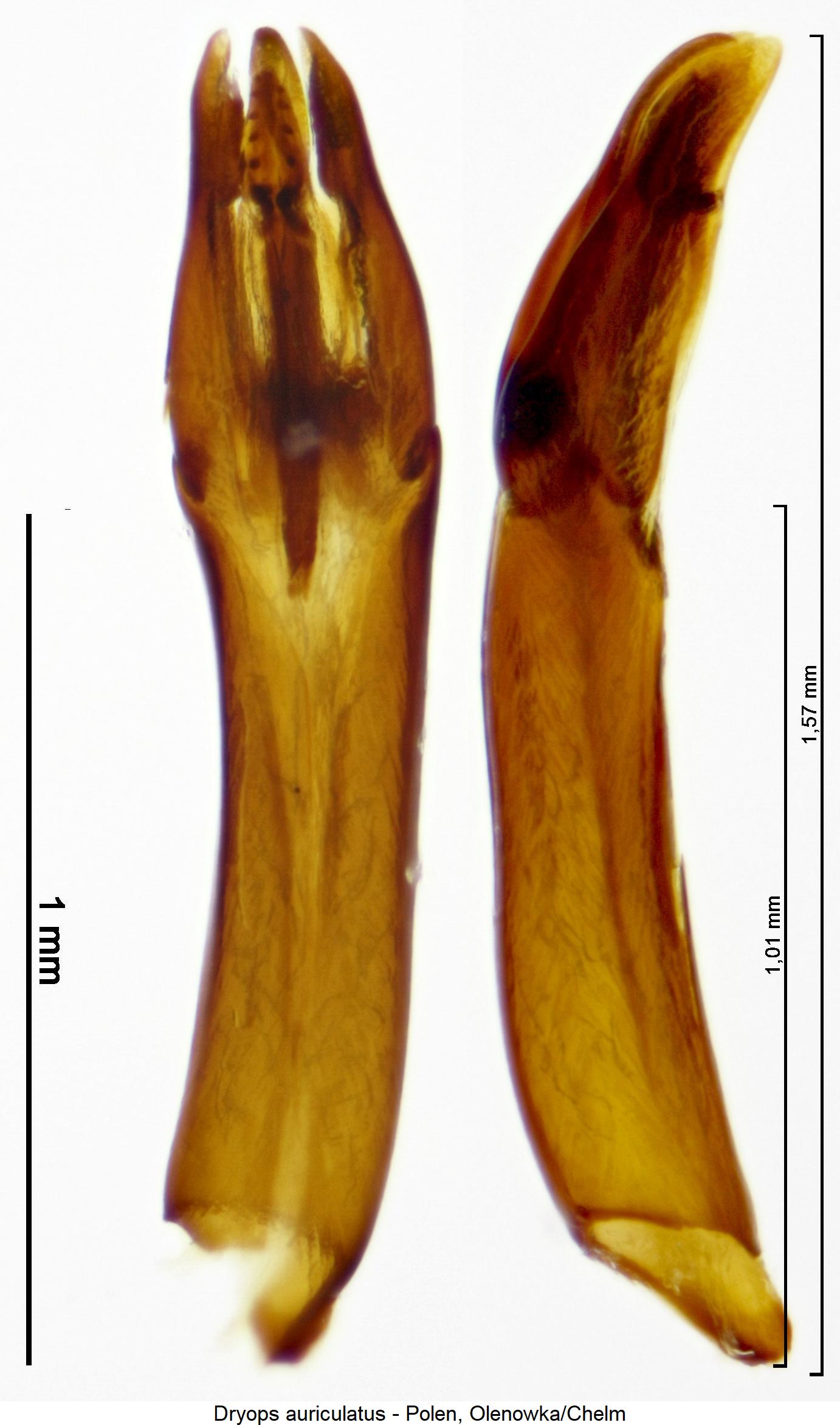 dryops_auriculatus1.jpg