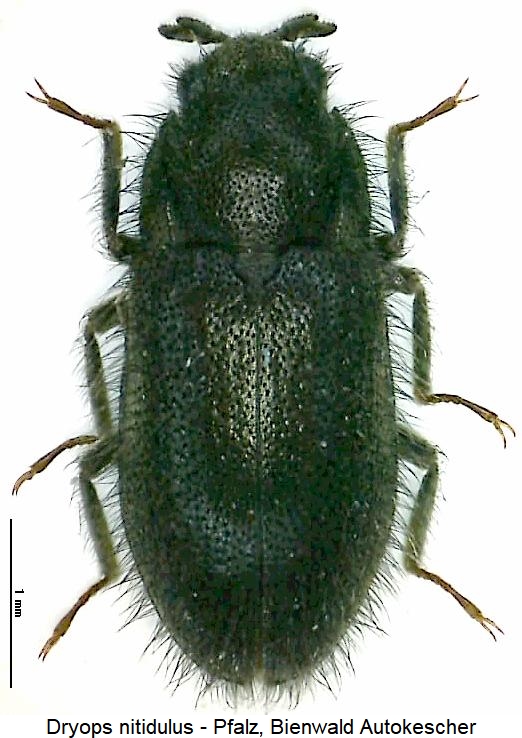 dryops_nitidulus_hab.jpg