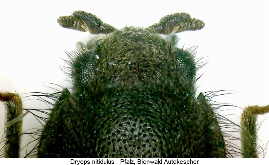 dryops_nitidulus_k.jpg