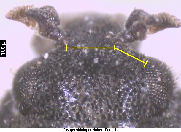 dryops_striatopunctatus_k.jpg