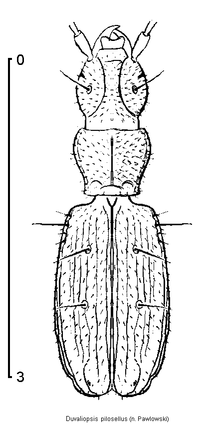 duvaliopsis_pilosellus_hab.gif