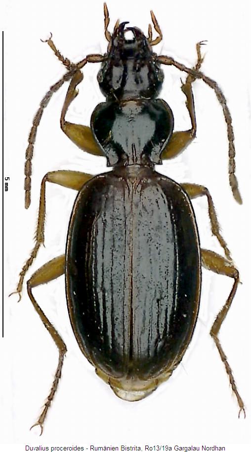 duvalius_proceroides_hab.jpg