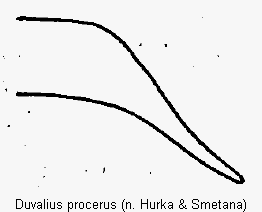 duvalius_procerus1.gif