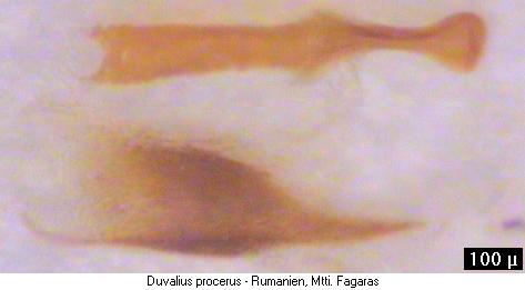 duvalius_procerus_pc.jpg