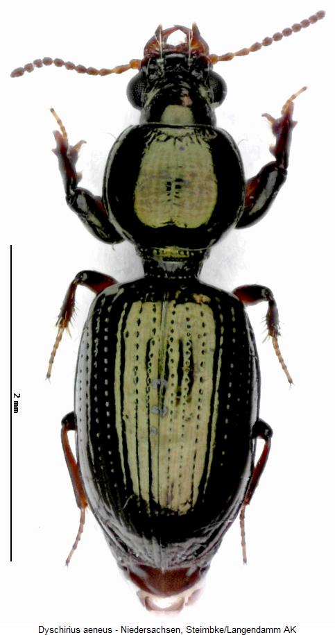 dyschirius_aeneus_hab.jpg