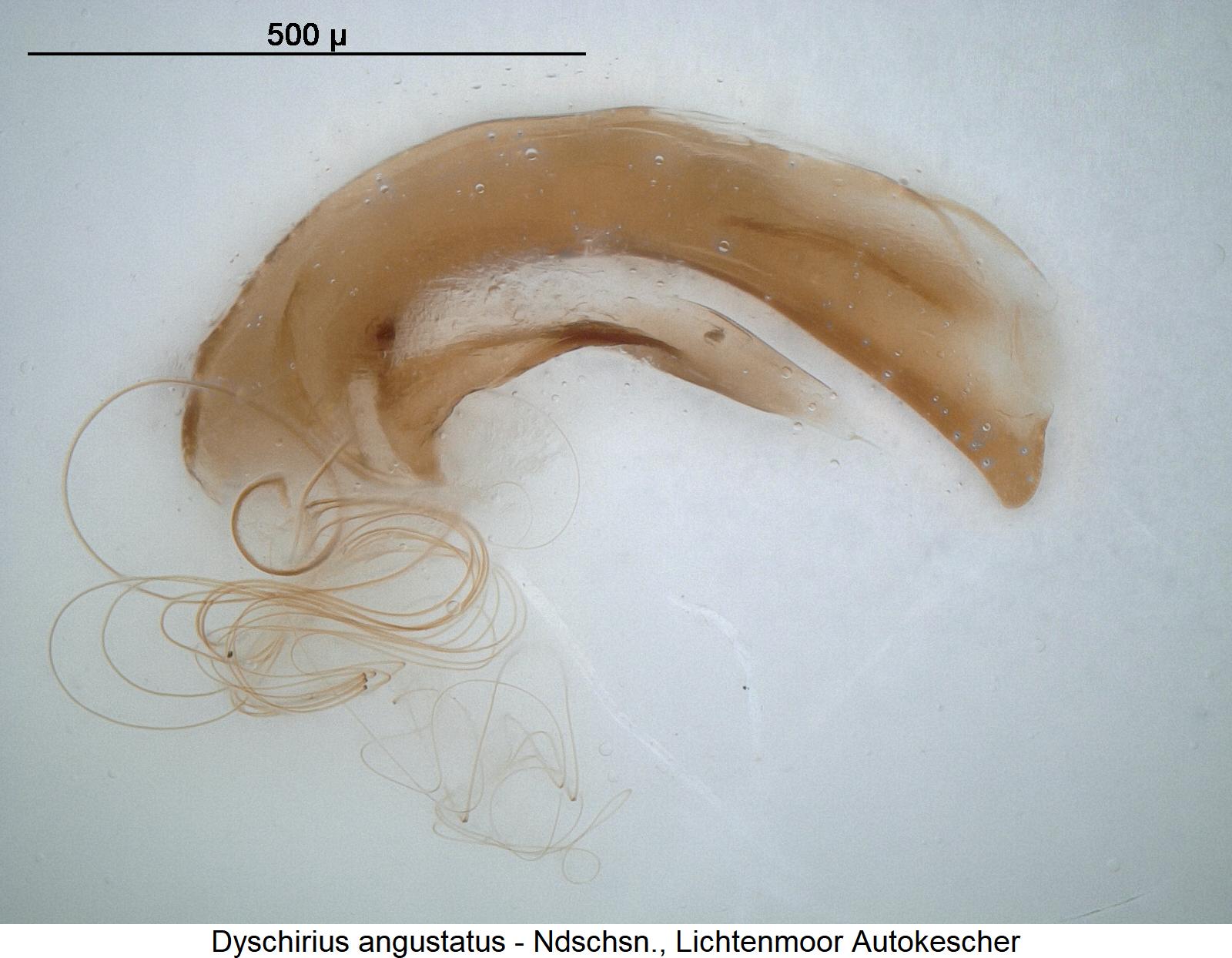 dyschirius_angustatus.jpg