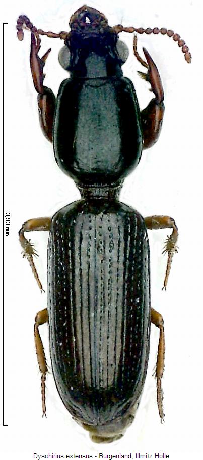 dyschirius_extensus_hab.jpg
